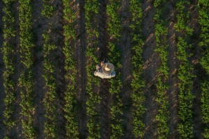 Soybean,farmer,with,drone,remote,controller,in,field.,using,modern