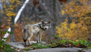 A lone Timber wolf or Grey Wolf (Canis lupus) standing on a rocky cliff looking back on a rainy day in autumn in Quebec, Canada.