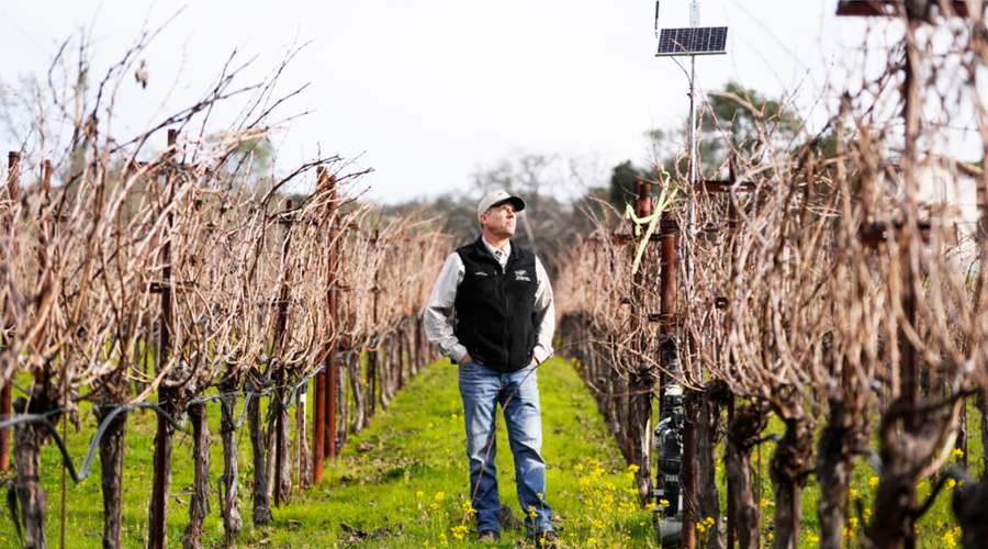 AI Innovations Transforming Vineyards: Precision Farming and Sustainable Practices